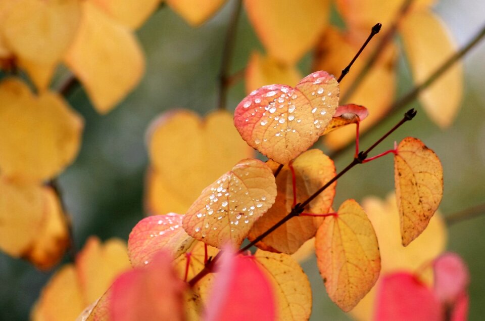 Fall outdoors tree