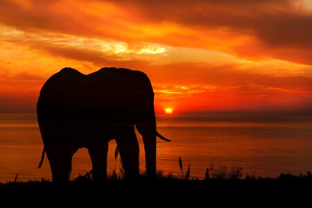 Nature animal wildlife