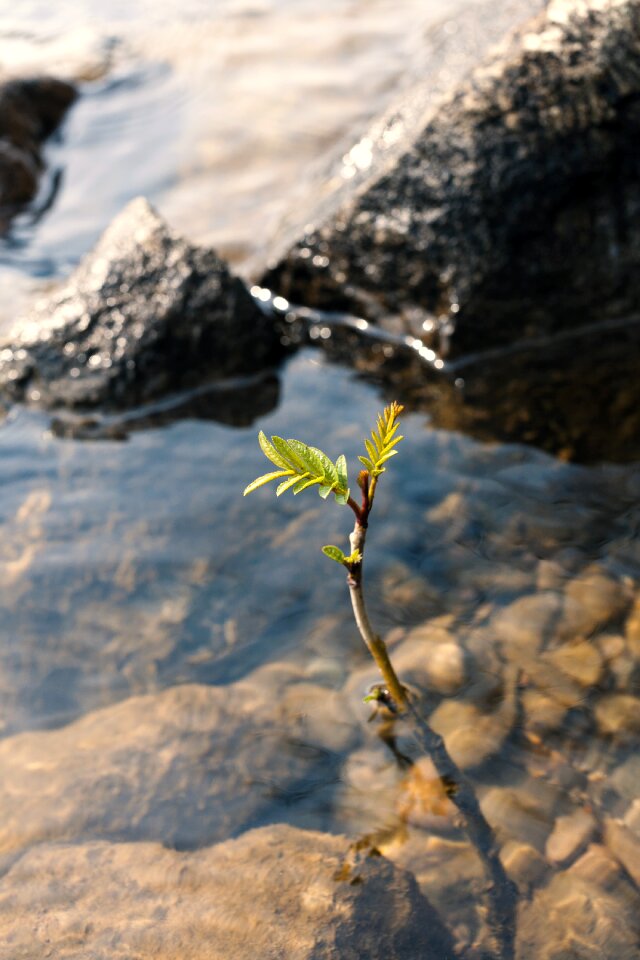 Outdoors stone plants