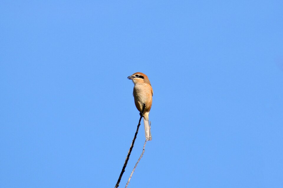 Wild birds little bird shrike