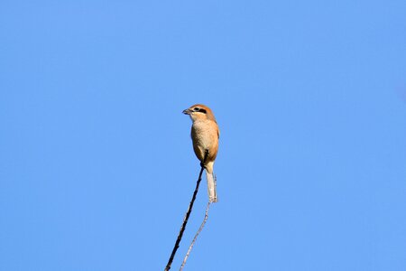 Wild birds little bird shrike