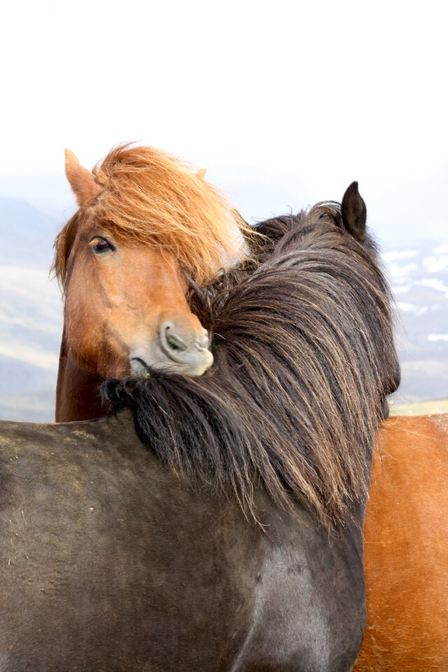 Paddock iceland pony iceland