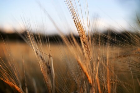 Grain stalks sky