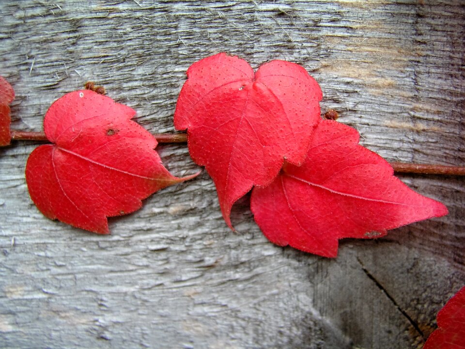 Love leaf gray love