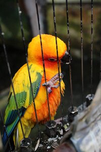 Animal parakeet colorful