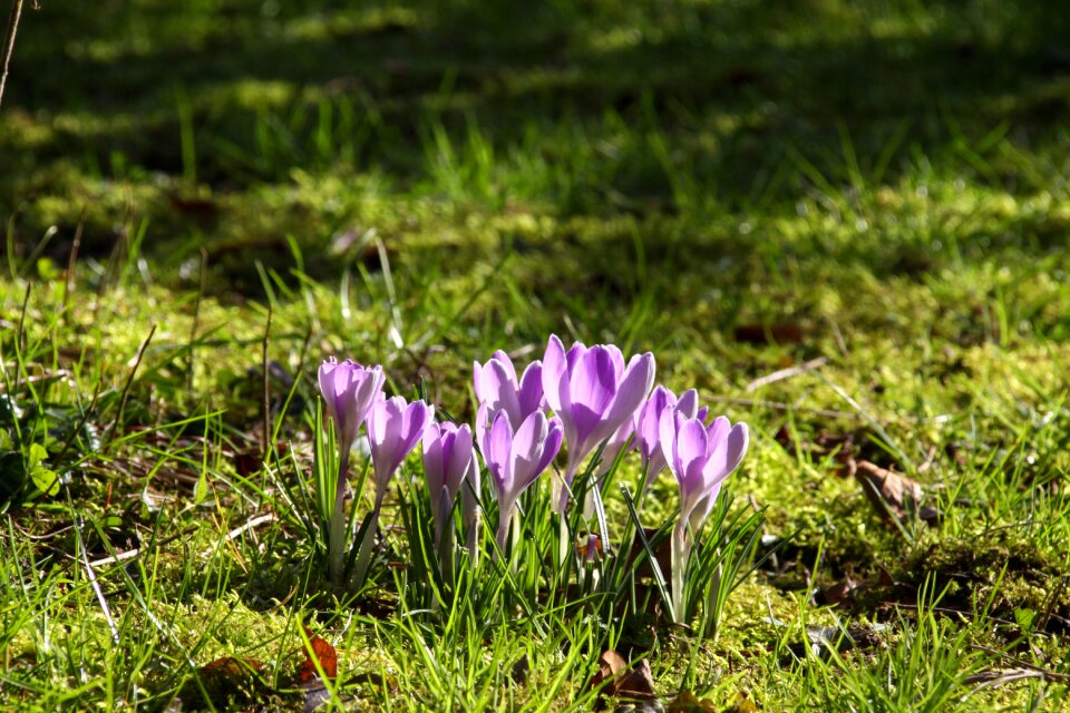 Plant lawn season