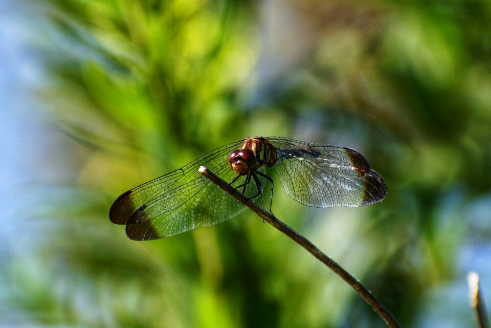 Green insect dragonfly