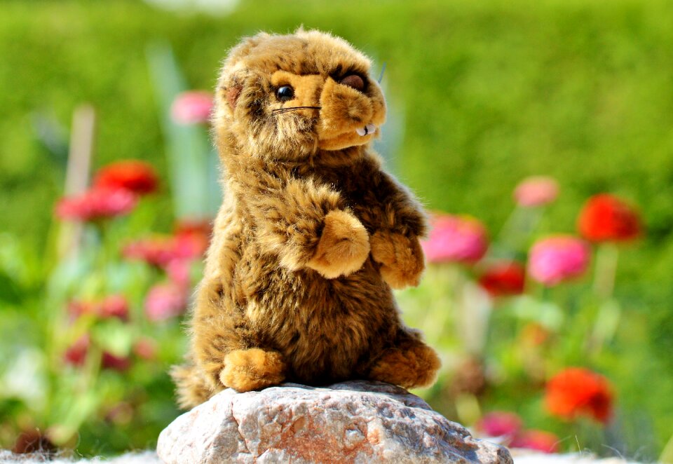 Soft toy teddy bear cute