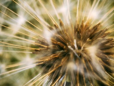 Petals macro dandelion