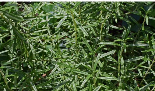 Culinary medicinal flora