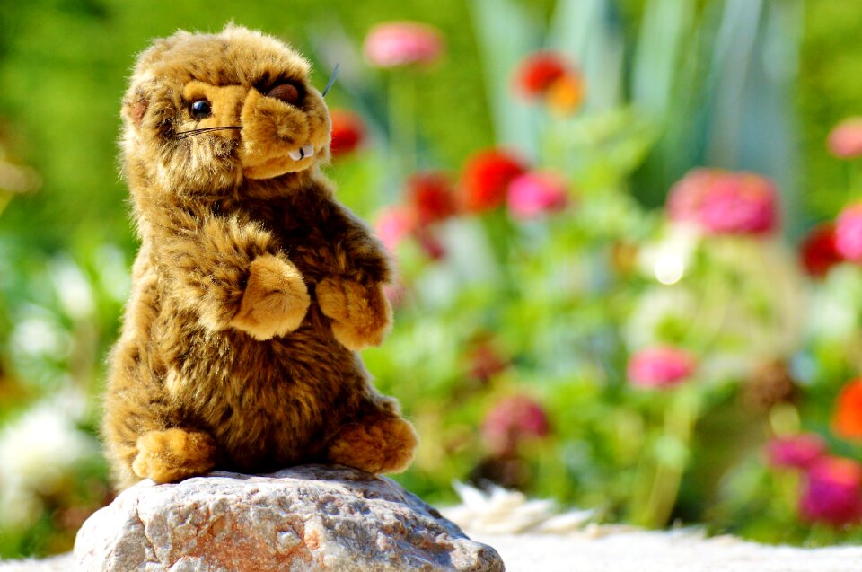 Soft toy teddy bear cute