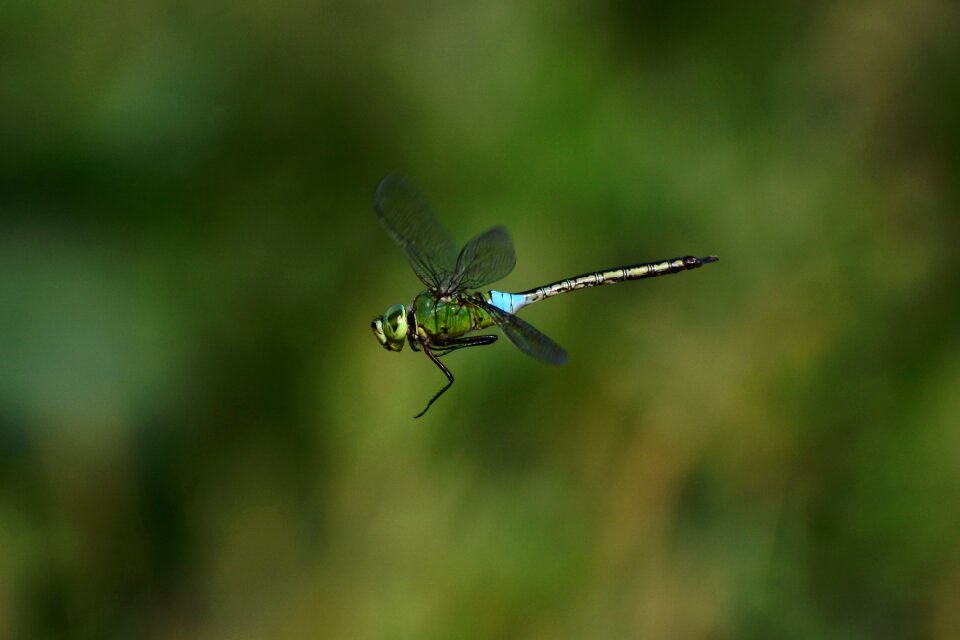 Green insect dragonfly