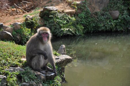 Monkey lake macaque photo