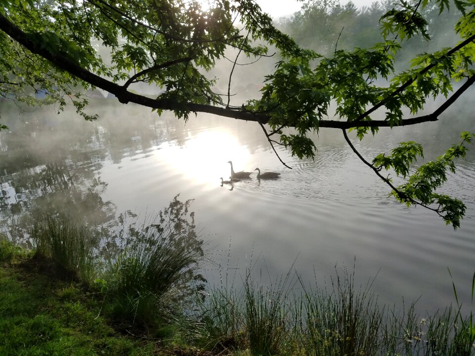 Family geese sunrise