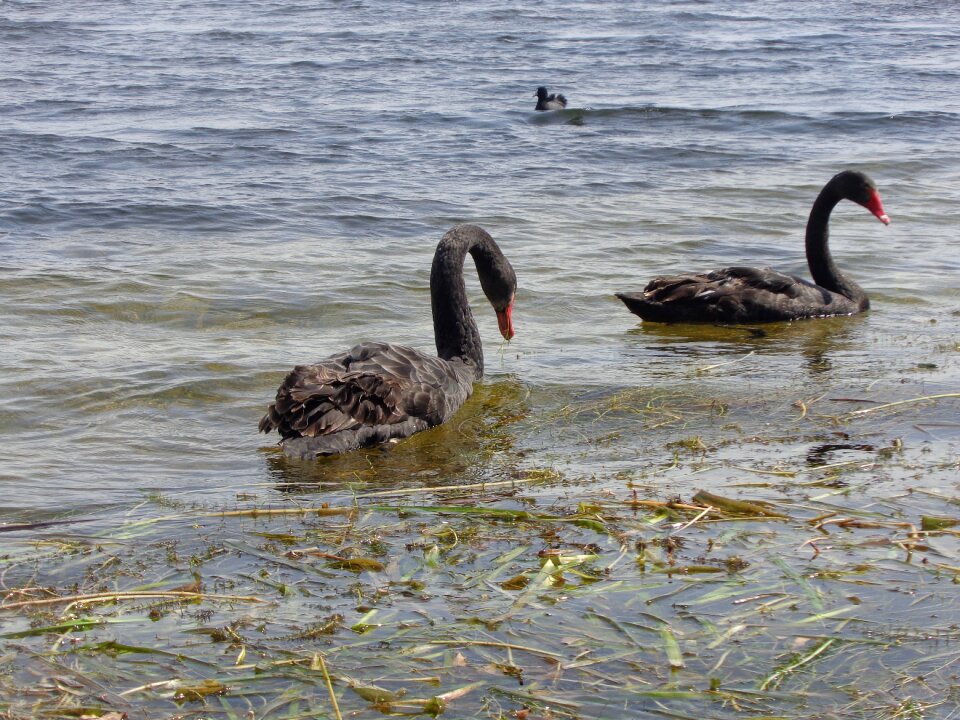 Bird animal nature