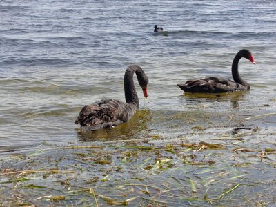 Bird animal nature photo