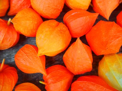 Decoration nature autumn orange