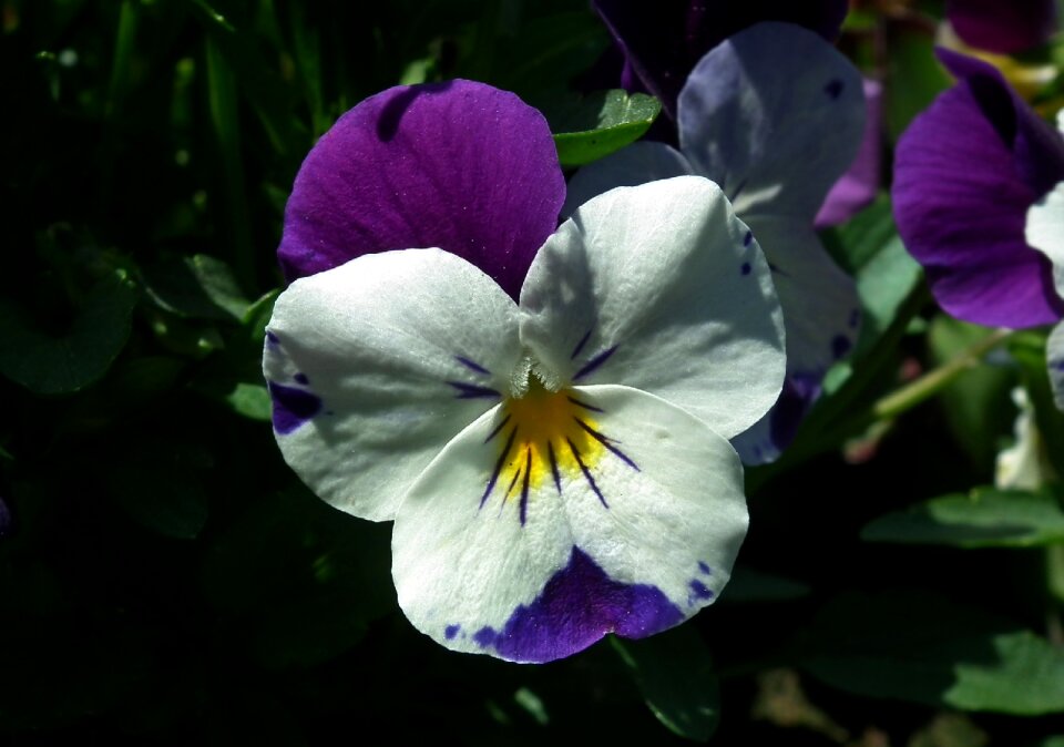 Plant nature garden