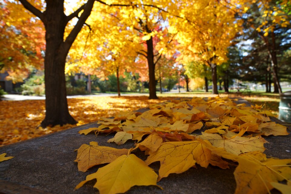 Fall leaves yellow