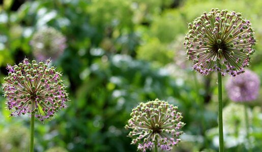 Summer growth seed