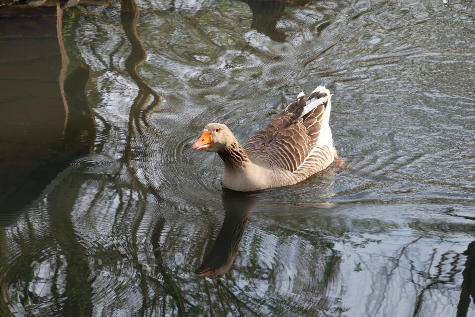 Animal world puddle animals