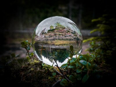 Black moss mirroring photo