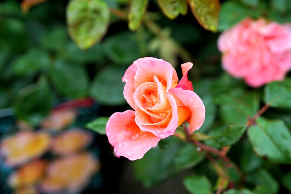 Bloom pink nature