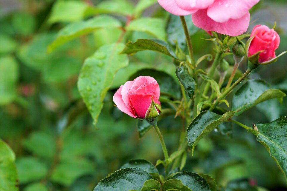 Bloom pink nature