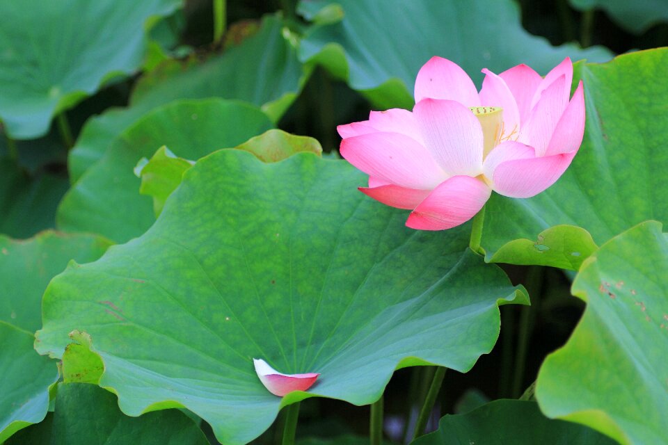 Lotus nature flower