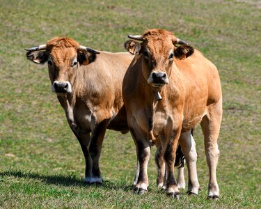 Pasture rousse animal