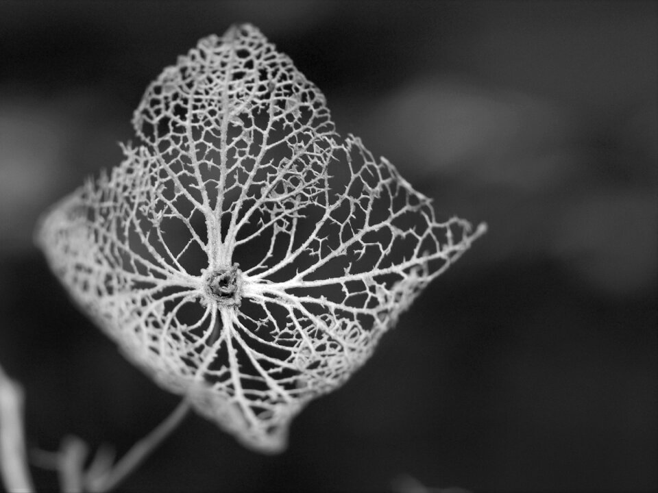 Flora pattern gray leaf