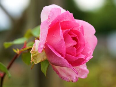 Bloom pink nature