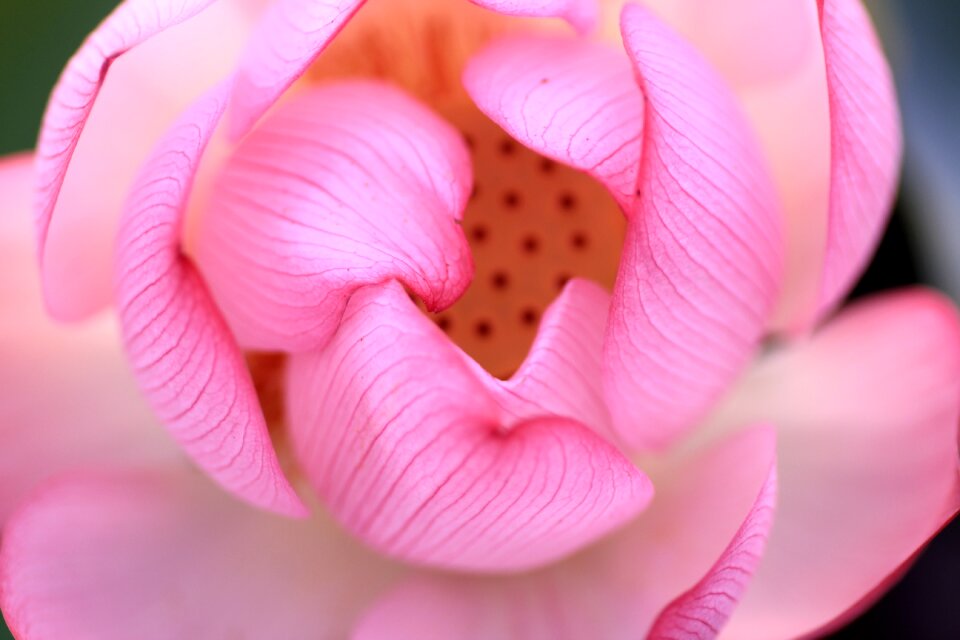 Plant bloom lotus