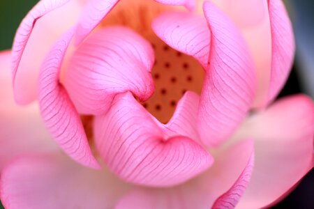 Plant bloom lotus