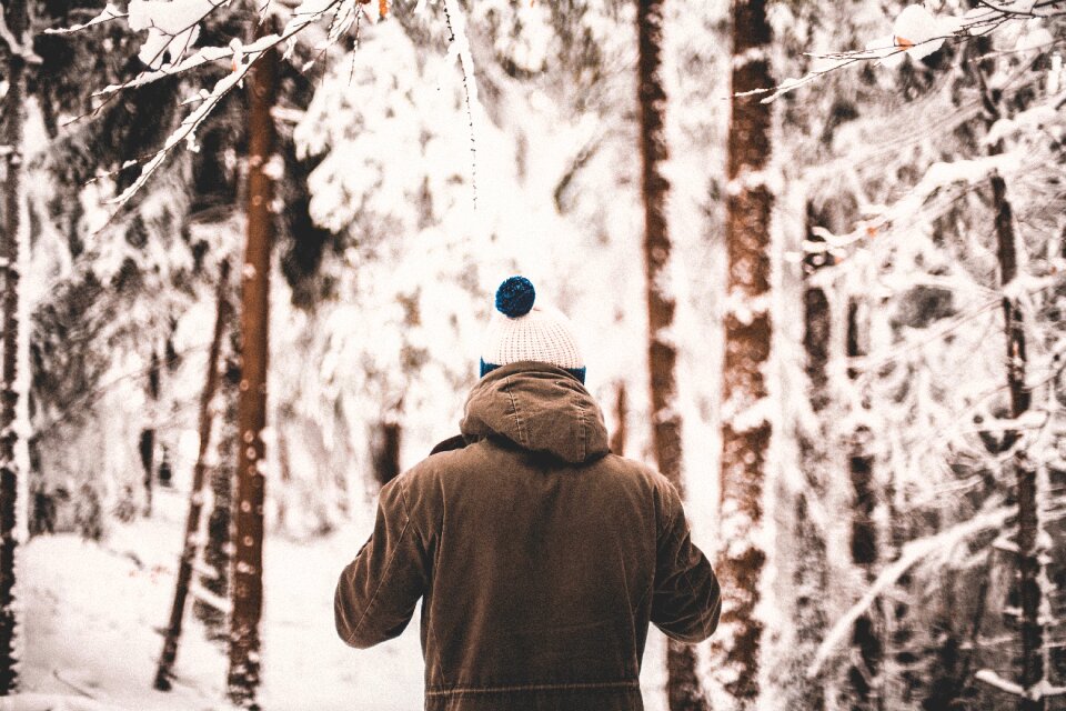 Forests snow winter