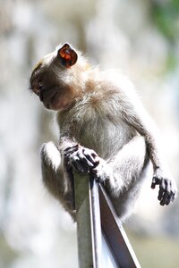 Baby animal travel animal portrait