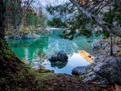 Mirroring reflection trees photo