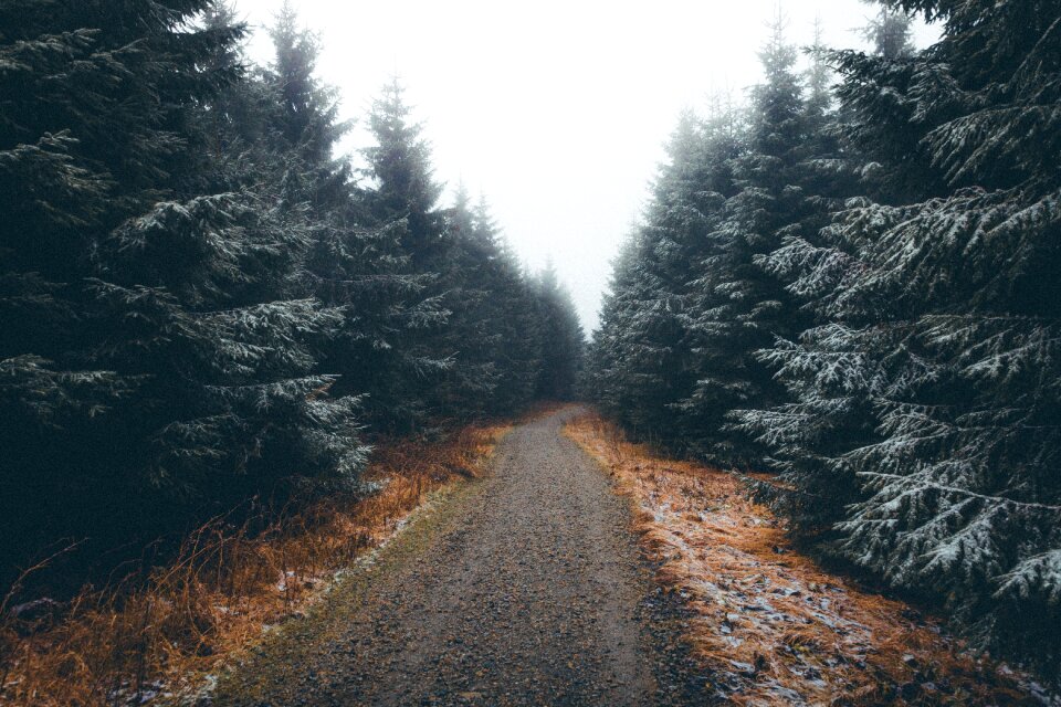 Road forest outdoor