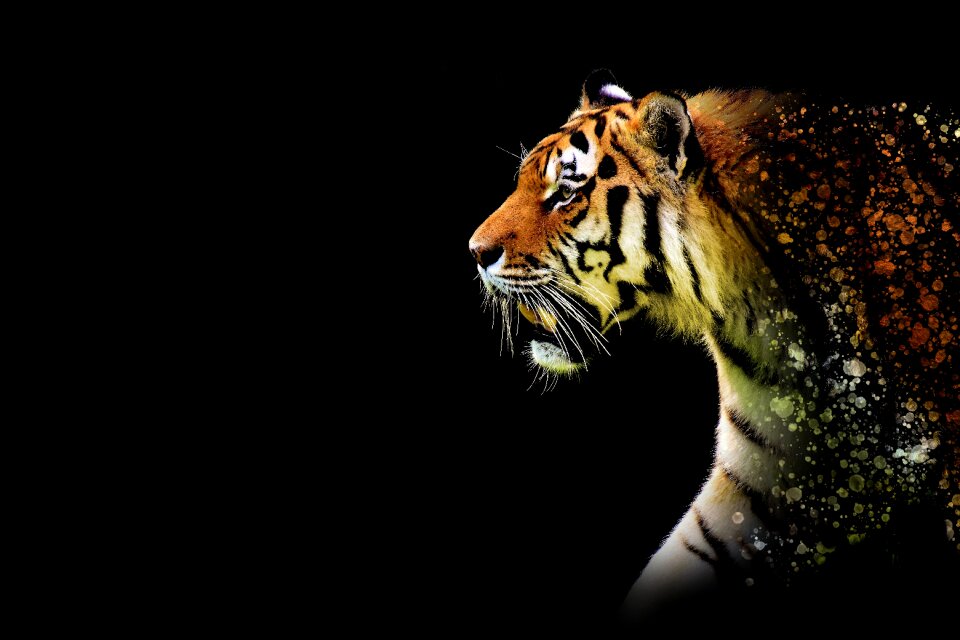 Epic animal wildkatzte
