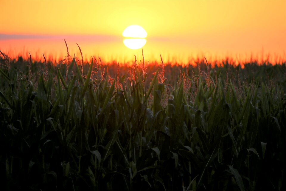 Sunset food field