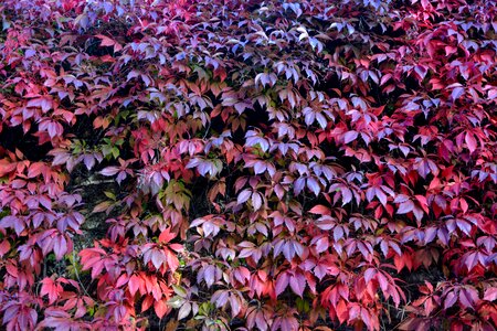 Red leaves leaf nature