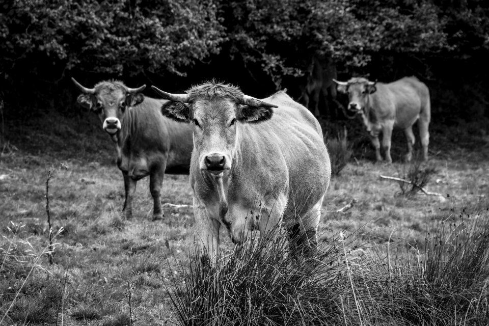 Pasture animal nature