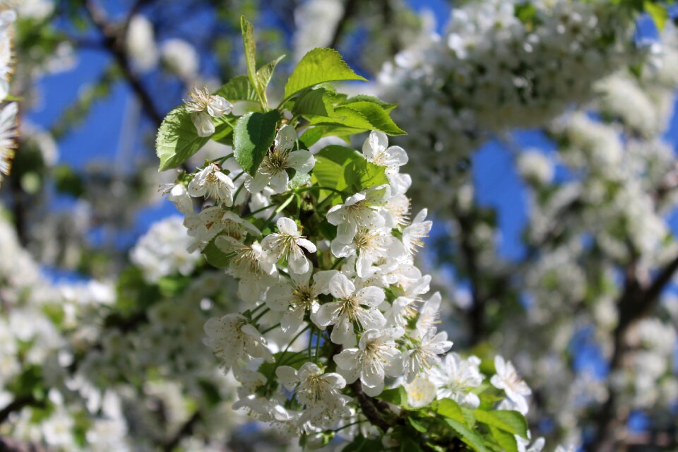 Spring flowers flowers spring flower