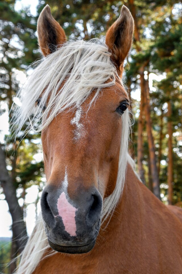 Horse mane animal