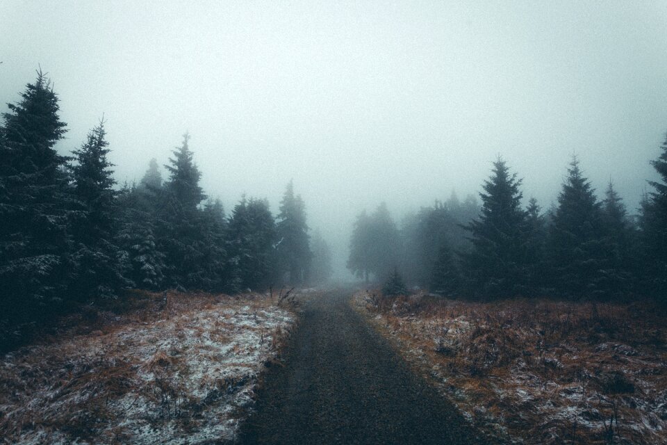 Plants nature foggy