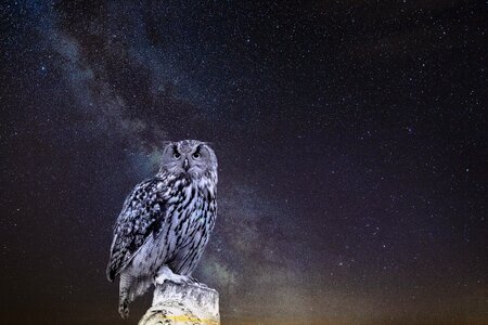 Star owl eagle owl