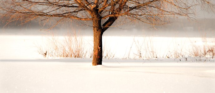 Tree cold snow photo