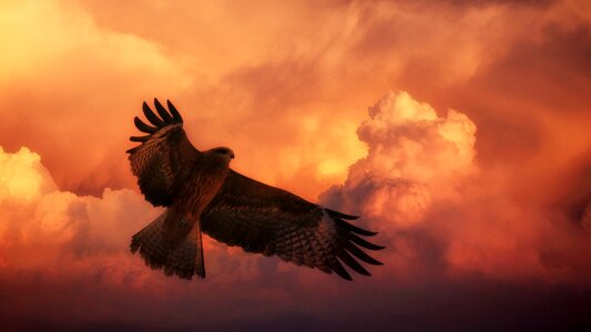 Sky bird of prey dawn