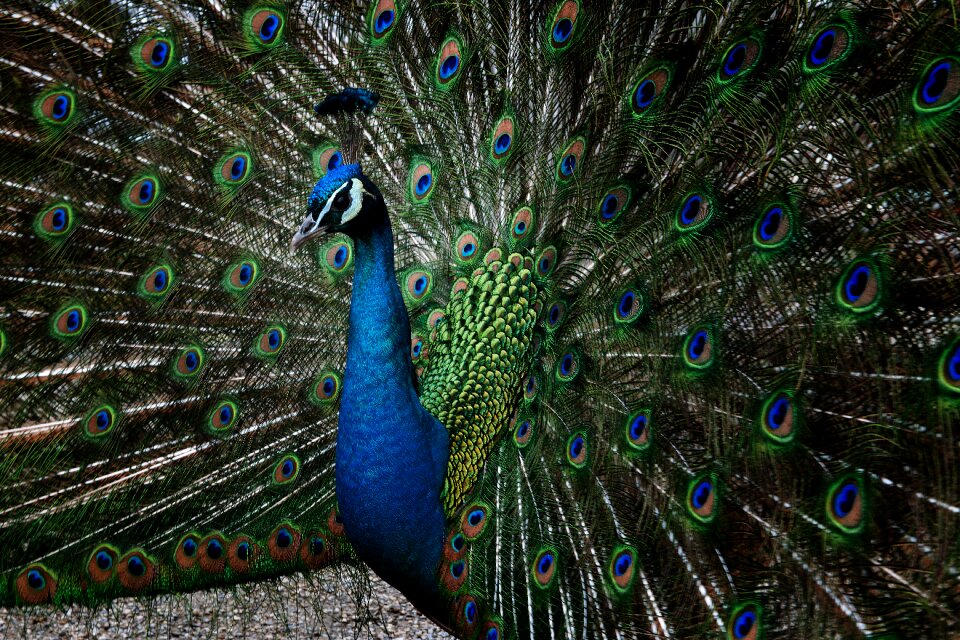 Tail majestic green blue