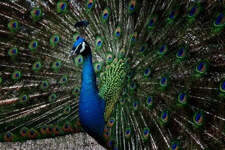 Tail majestic green blue